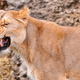 Illustration for article titled This Funny Face is Actually Essential to Mammals Sex Lives